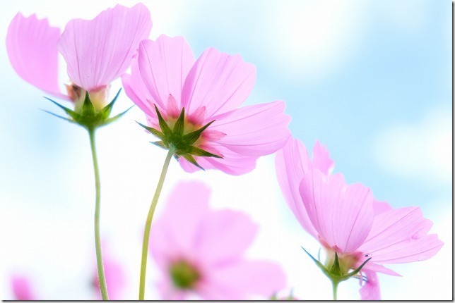 糸島,平原歴史公園のコスモス畑,2019/10/19,開花状況 糸島,平原歴史公園のコスモス畑,2019/10/19,開花状況