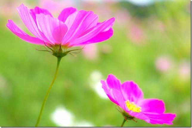 周船寺のコスモス畑、2019/10/19、開花状況 周船寺のコスモス畑、2019/10/19、開花状況