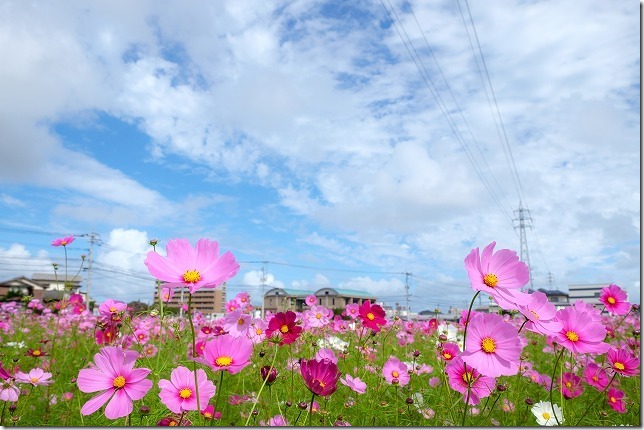 周船寺のコスモス畑、2019/10/19、開花状況 周船寺のコスモス畑、2019/10/19、開花状況