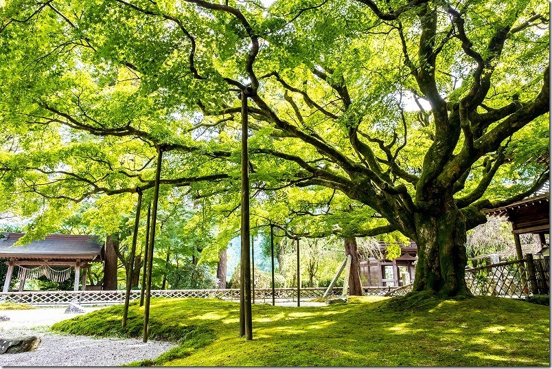 雷山千如寺大悲王院の１０月の大楓