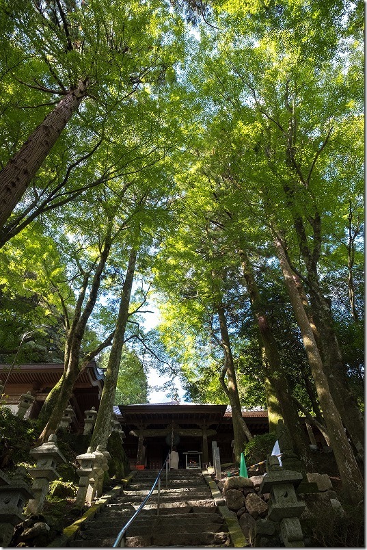雷山千如寺大悲王院のきれいな木々