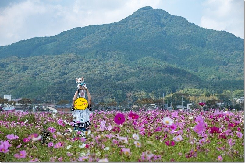 飯盛山とやよいの風公園のコスモス畑 飯盛山とやよいの風公園のコスモス畑