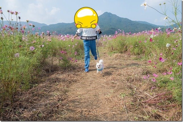 やよいの風公園のコスモス畑を散策 やよいの風公園のコスモス畑を散策