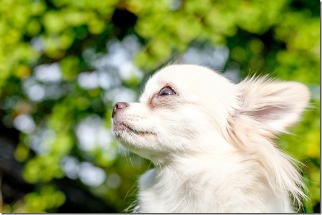 長石のお薬師様の大イチョウの紅葉と犬