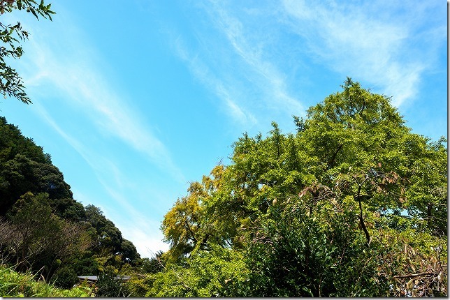 糸島,長石のお薬師様の大イチョウと青空