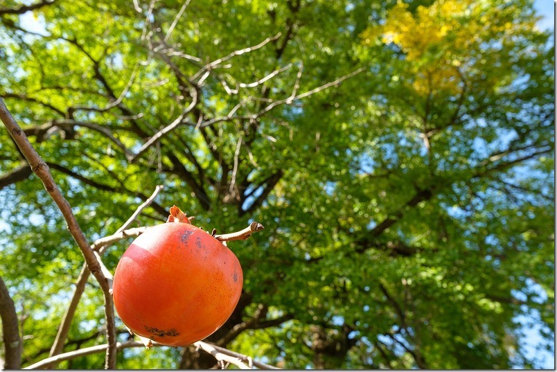 糸島,長石のお薬師様の大イチョウの紅葉の様子