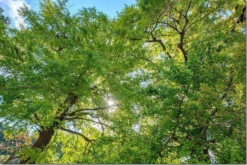 太陽の光に輝くイチョウの葉が綺麗,糸島