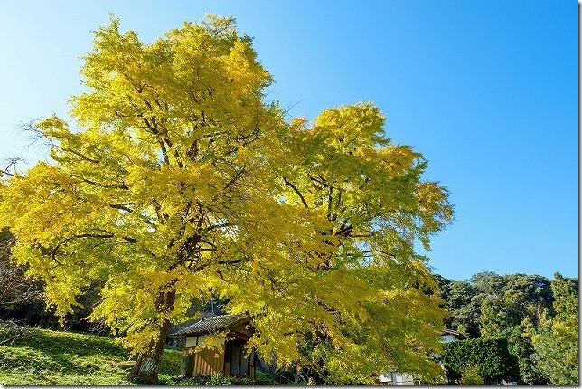 糸島、長石の大イチョウの紅葉2019