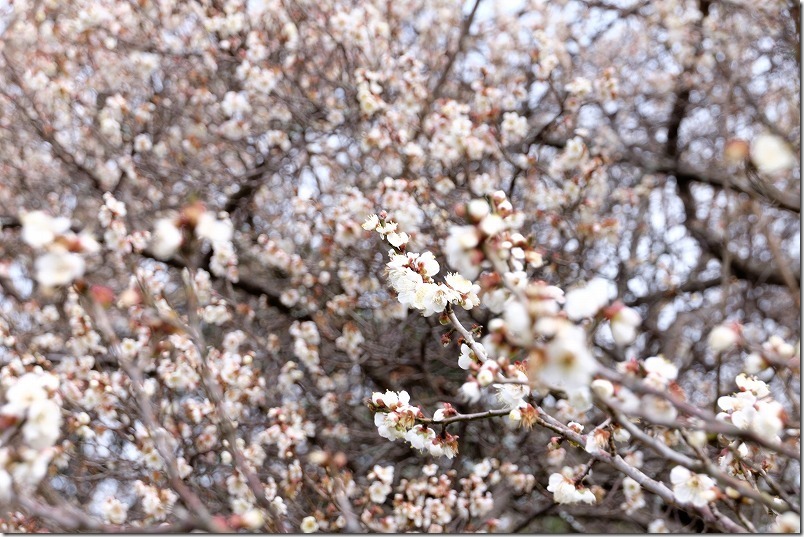 小富士梅林（糸島）の梅、開花状況、2020