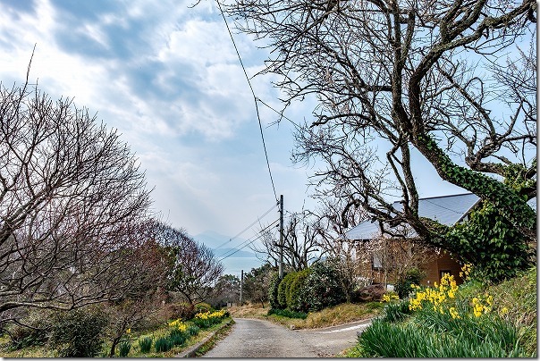 糸島、小富士梅林、可也山山頂方面に登る道から海