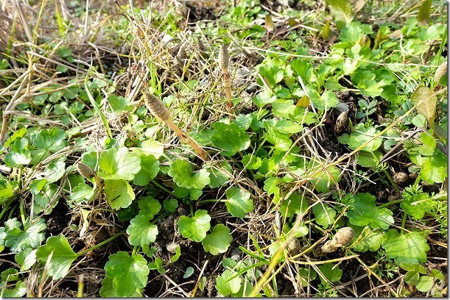 糸島でツクシ取り2020