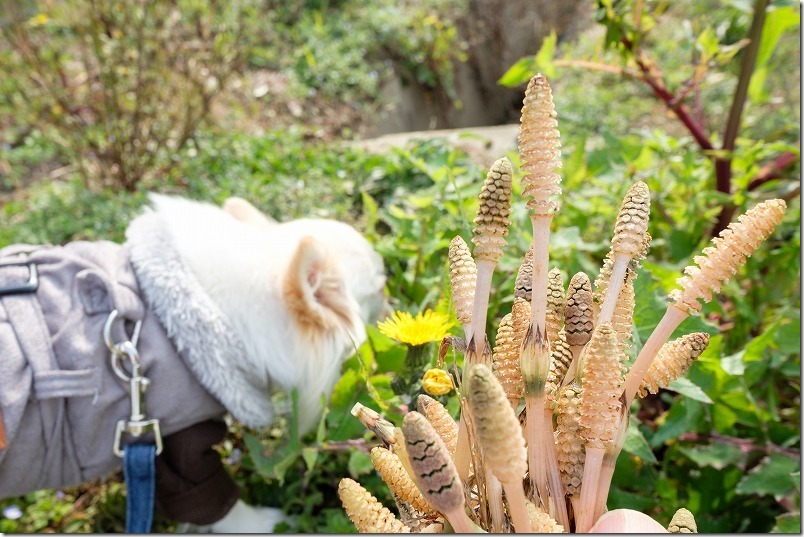 糸島で取ったツクシ