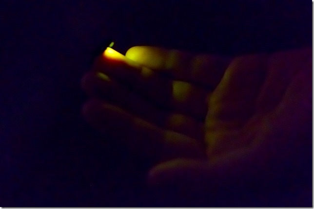 福岡市西区・糸島市の2020ホタル 福岡市西区・糸島市の2020ホタル