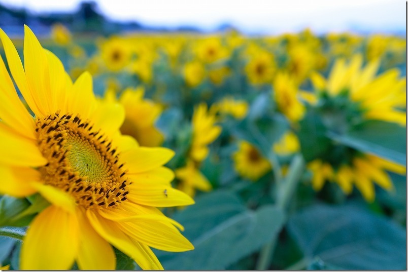 糸島のひまわり畑の中