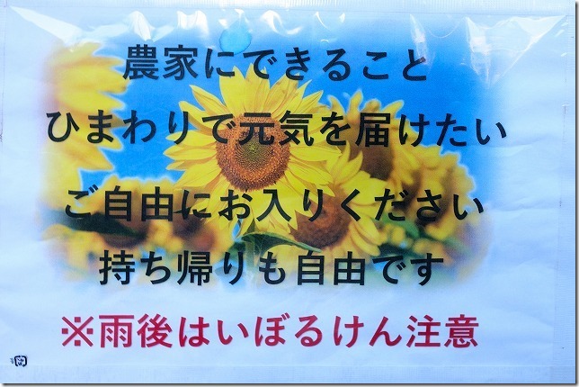 ひまわりの持ち帰りや入園について、糸島