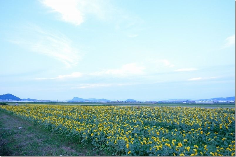 糸島市泊の畑にできた一面のひまわり畑 2020年