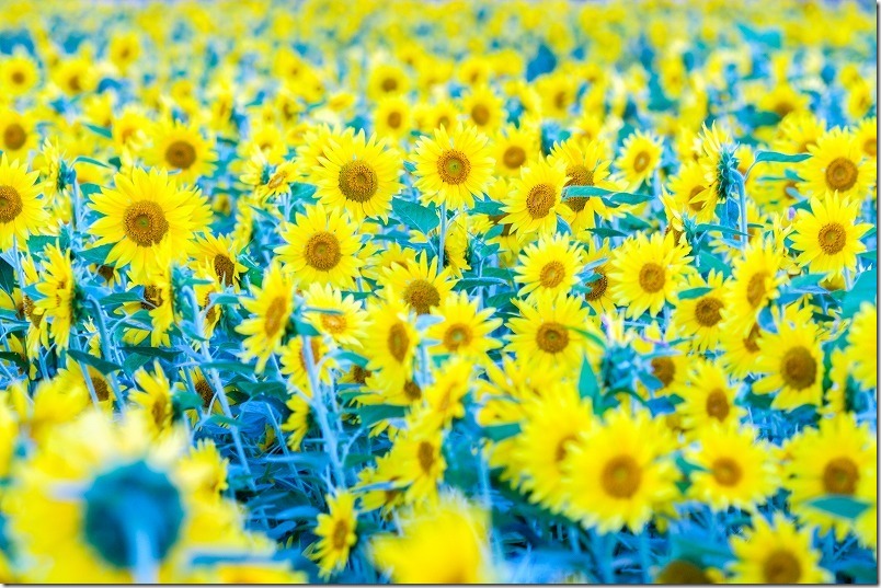 糸島のひまわり畑の中