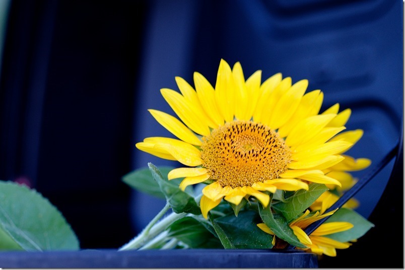 ひまわりの持ち帰り