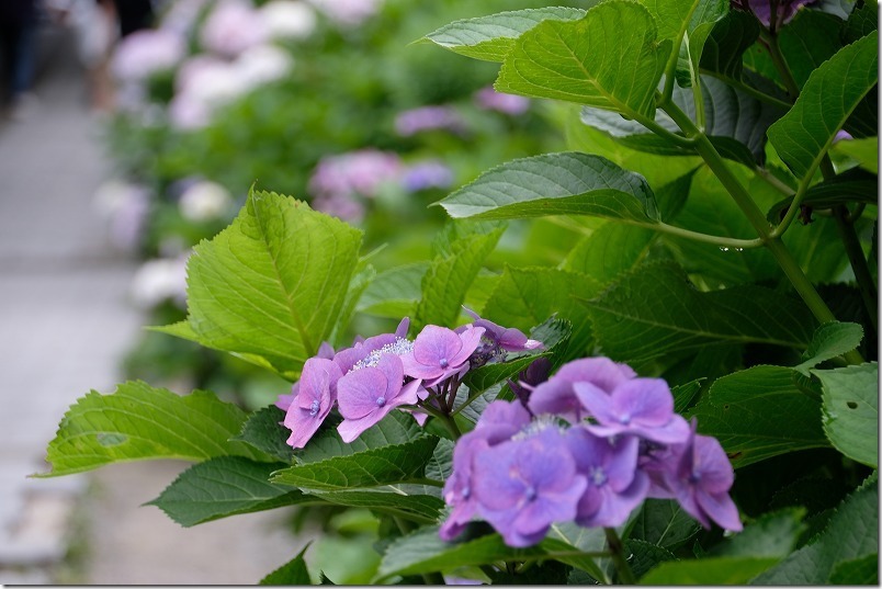 7月の白糸の滝の紫陽花