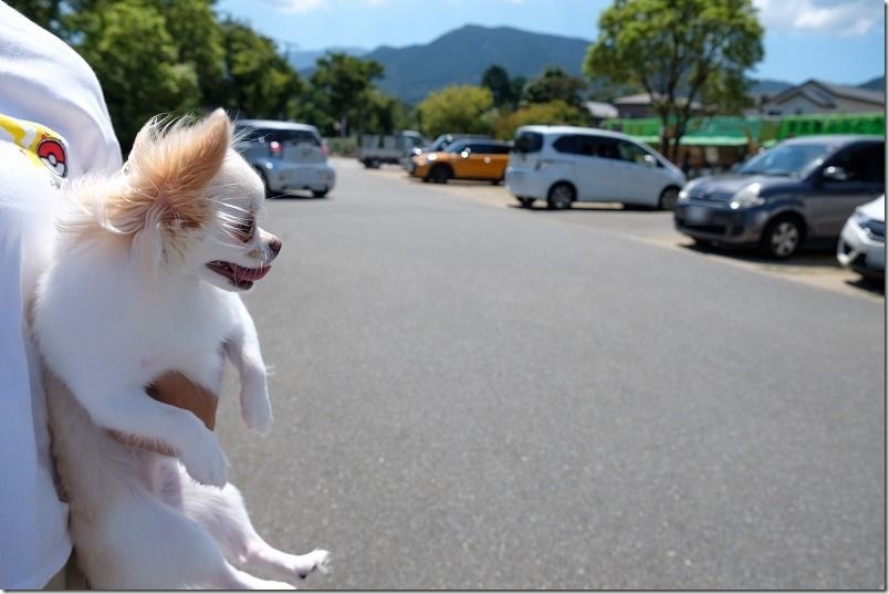 金武「ぶどう園」の駐車場 金武「ぶどう園」の駐車場