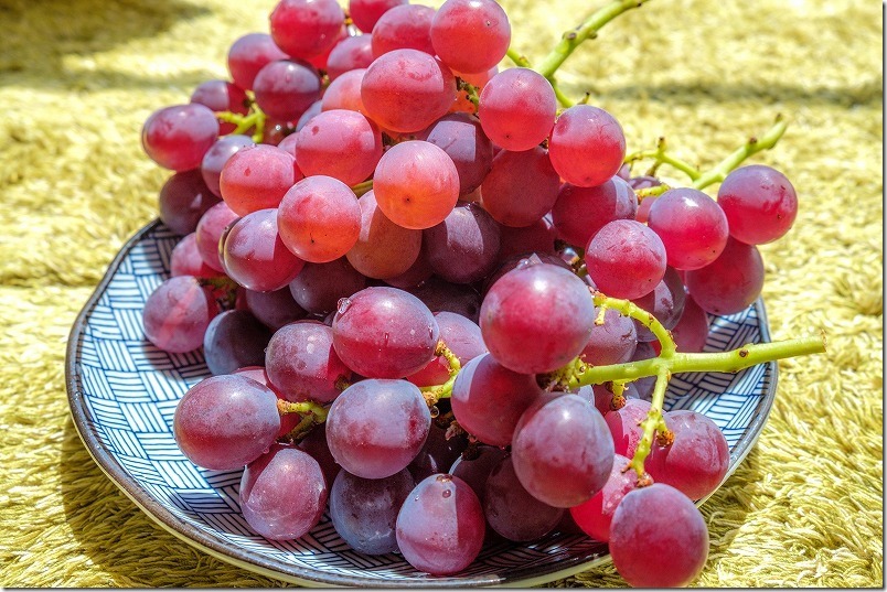 金武「ぶどう園」シナノスマイル 金武「ぶどう園」シナノスマイル