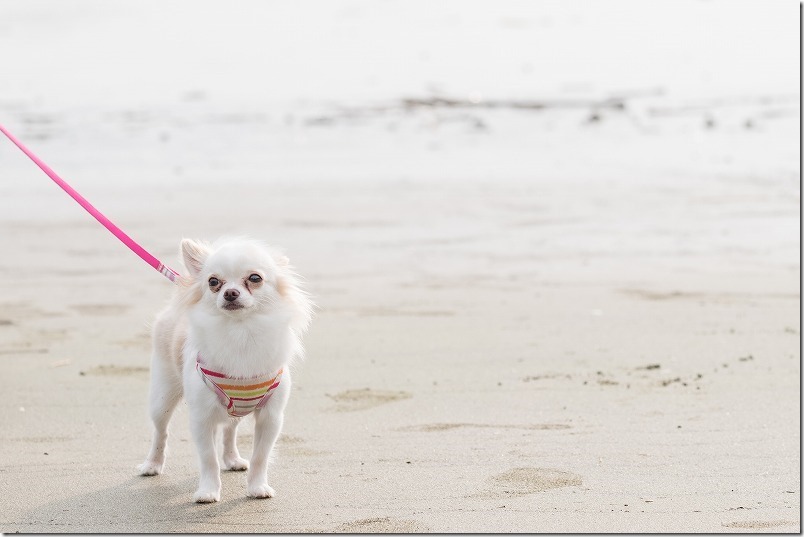 糸島でキャンプ、HIDEAWAY、sunset、campの浜辺を犬と散歩 糸島でキャンプ、HIDEAWAY、sunset、campの浜辺を犬と散歩