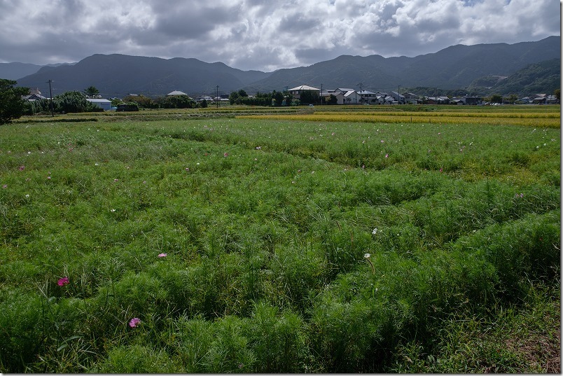 やよいの風公園のコスモス畑、開花状況 やよいの風公園のコスモス畑、開花状況