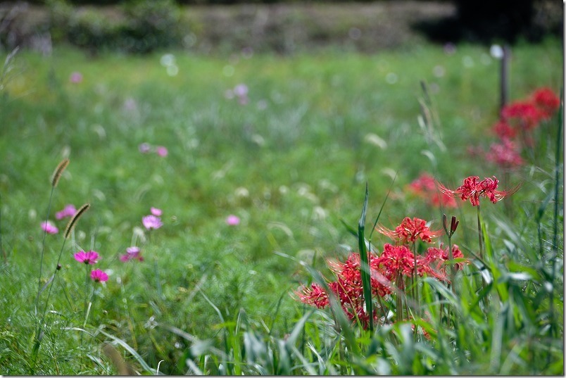 やよいの風公園のコスモス畑、彼岸花 やよいの風公園のコスモス畑、彼岸花
