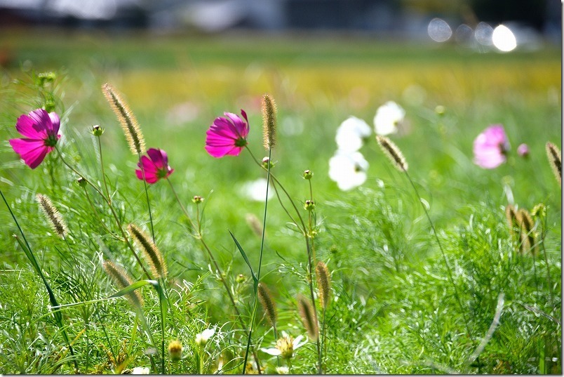 やよいの風公園のコスモス畑 やよいの風公園のコスモス畑