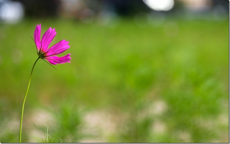 平原歴史公園のコスモス畑 平原歴史公園のコスモス畑