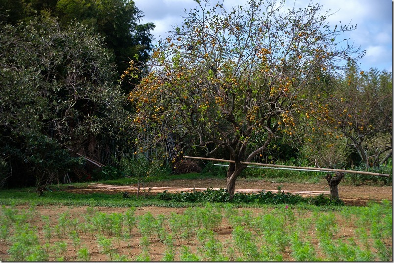 平原歴史公園のコスモス畑、開花状況 平原歴史公園のコスモス畑、開花状況