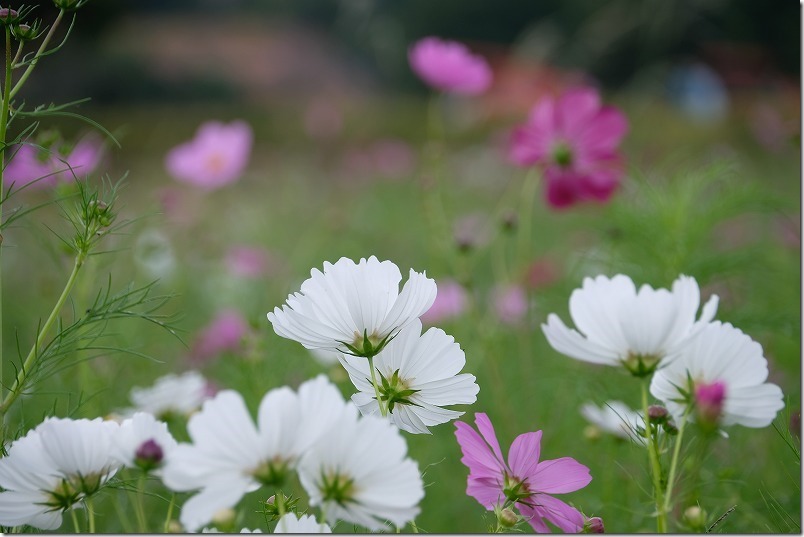 やよいの風公園のコスモス畑です。2020/10/04時点 やよいの風公園のコスモス畑です。2020/10/04時点
