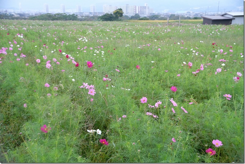 やよいの風公園のコスモス畑です。2020/10/04時点 やよいの風公園のコスモス畑です。2020/10/04時点