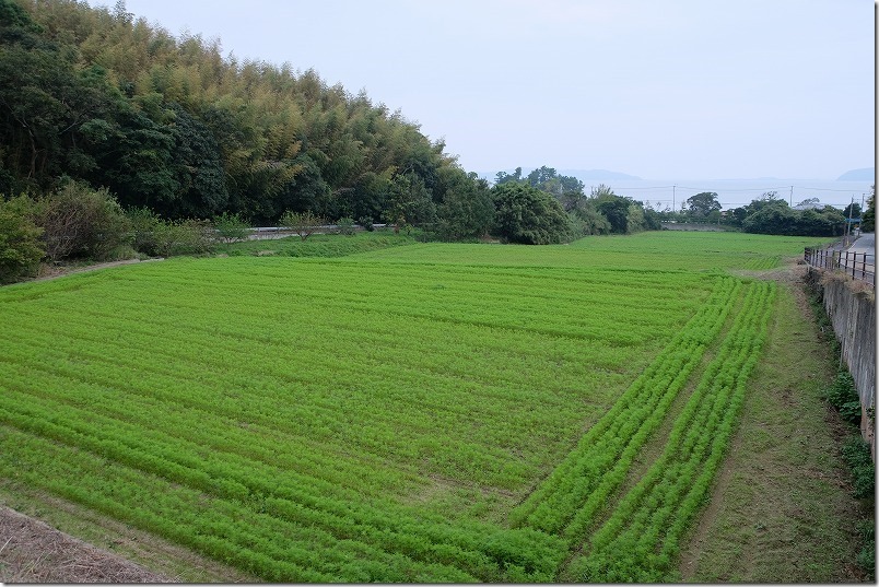 今津中田コスモス広場、開花状況、海釣り公園近く 今津中田コスモス広場、開花状況、海釣り公園近く