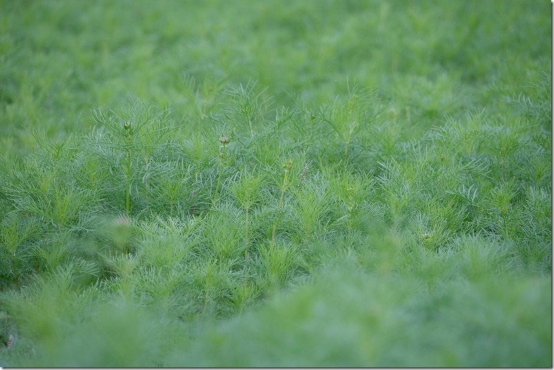 今津中田コスモス広場、コスモス育成中 今津中田コスモス広場、コスモス育成中