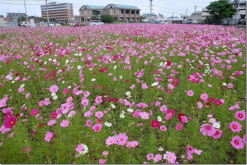 糸島、周船寺のコスモス畑の開花状況2020 糸島、周船寺のコスモス畑の開花状況2020