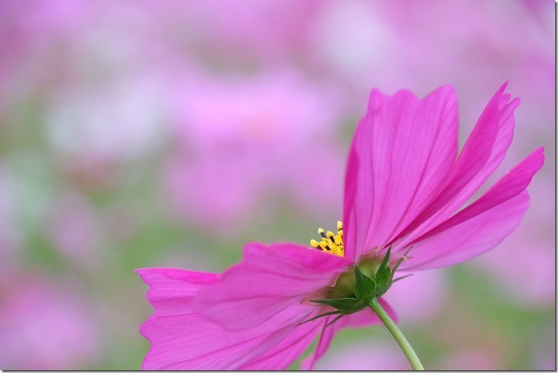 周船寺のコスモス畑の開花状況2020 周船寺のコスモス畑の開花状況2020