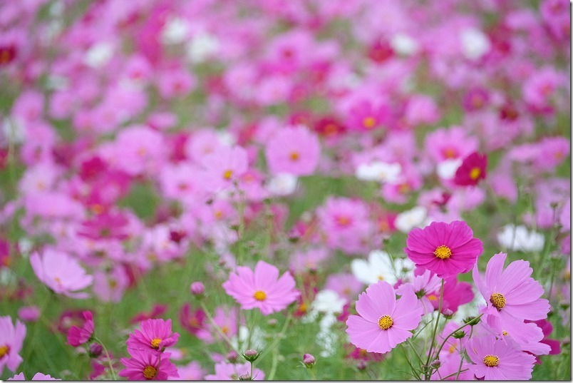 周船寺のコスモス畑の開花状況2020 周船寺のコスモス畑の開花状況2020