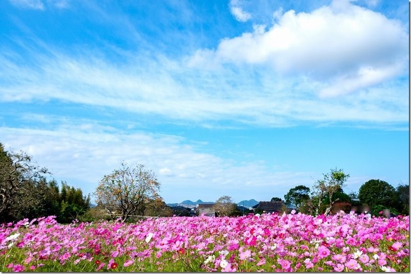 平原歴史公園のコスモス畑,開花状況,2020,10/17,糸島 平原歴史公園のコスモス畑,開花状況,2020,10/17,糸島