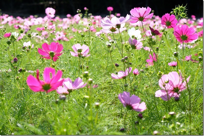 今津中田コスモス広場,開花状況10/17,糸島 今津中田コスモス広場,開花状況10/17,糸島