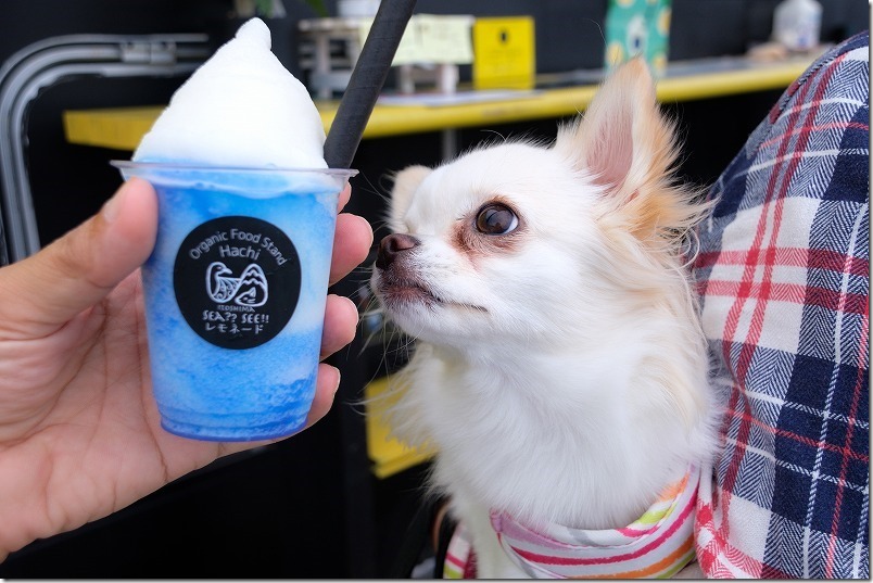 糸島、スピルリナ(青)のフローズンレモネード 糸島、スピルリナ(青)のフローズンレモネード