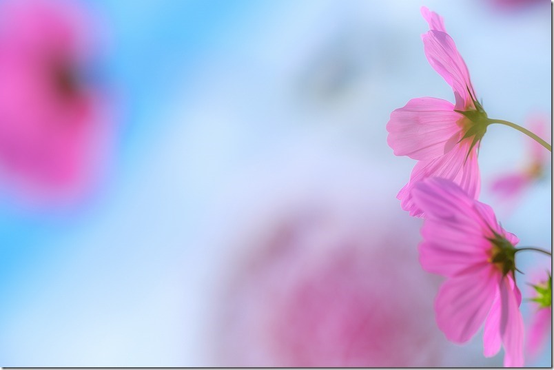 平原歴史公園のコスモス畑,開花状況,2020,10/17,糸島 平原歴史公園のコスモス畑,開花状況,2020,10/17,糸島