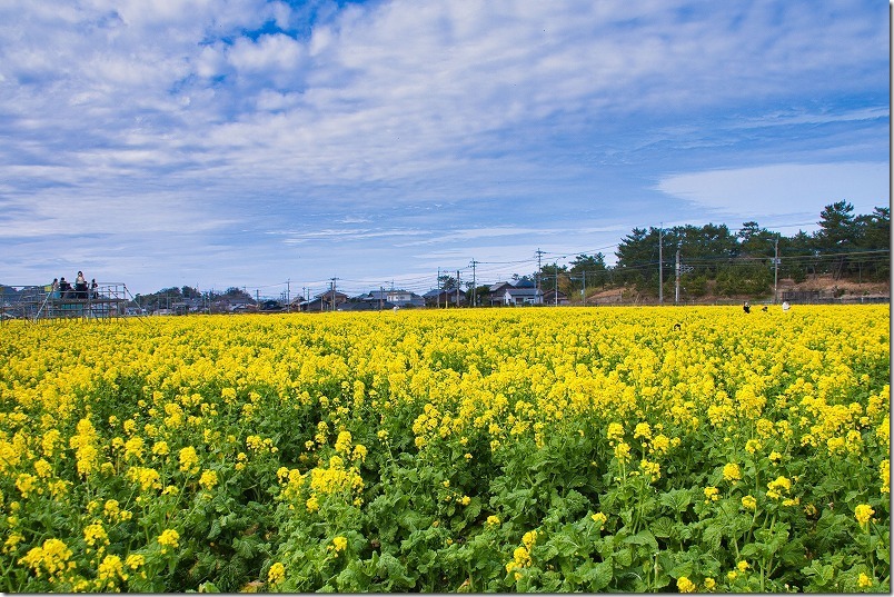 福ふくの里の菜の花畑、満開 福ふくの里の菜の花畑、満開