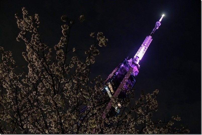 福岡タワーの桜と夜桜