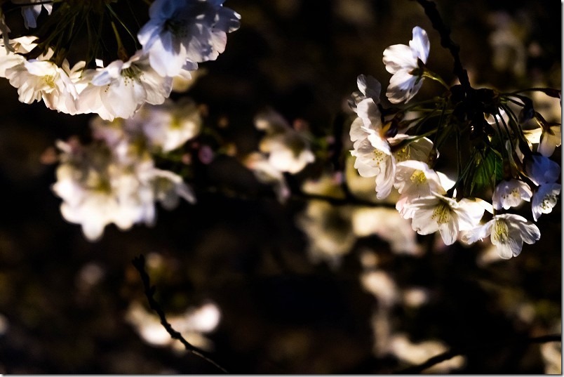 愛宕神社の開花状況、桜