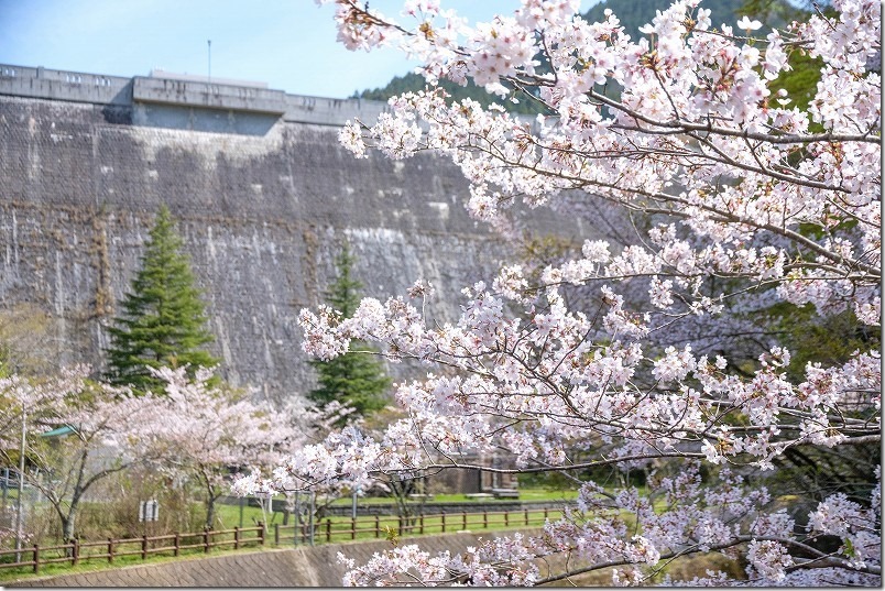 曲渕ダムと桜