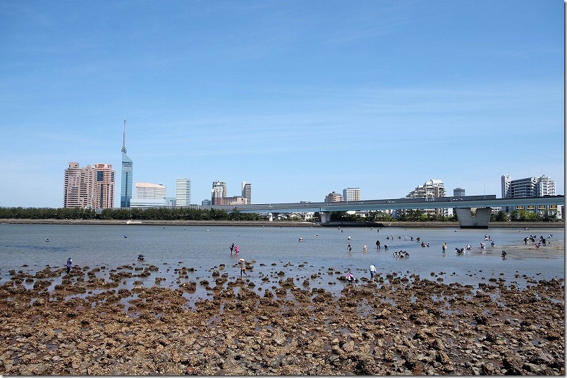 室見川で潮干狩りのポイント