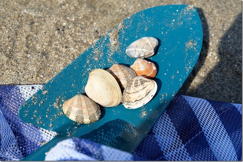 室見川の潮干狩りで取れた貝、アサリ