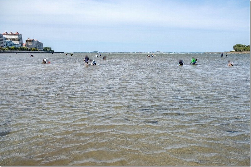 室見川の潮干狩りで取れた場所