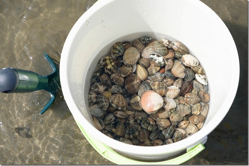 室見川の潮干狩りで取れた貝、アサリ、バカガイ